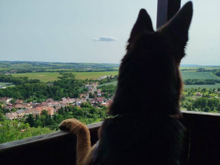 tipy pro cestování se psem